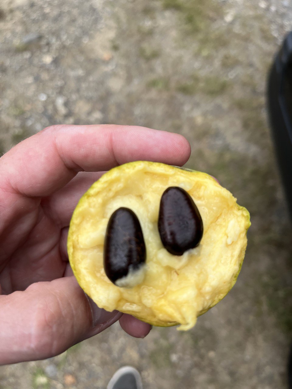 Pawpaw cut open showing custard flesh and dark seeds