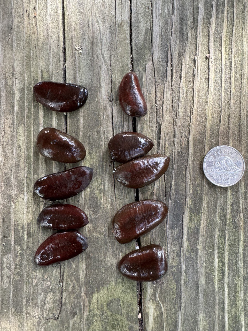 Stratified pawpaw seeds ready to ship